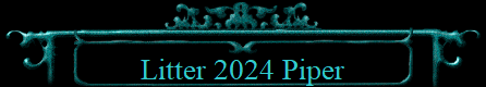 Litter 2024 Piper
