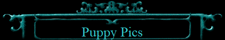 Puppy Pics