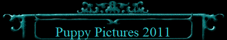 Puppy Pictures 2011