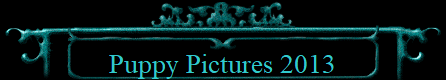 Puppy Pictures 2013