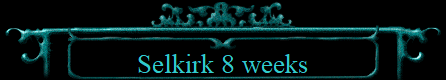 Selkirk 8 weeks