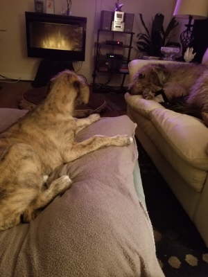 74614806_10219424774797460_2595167124557135872_n