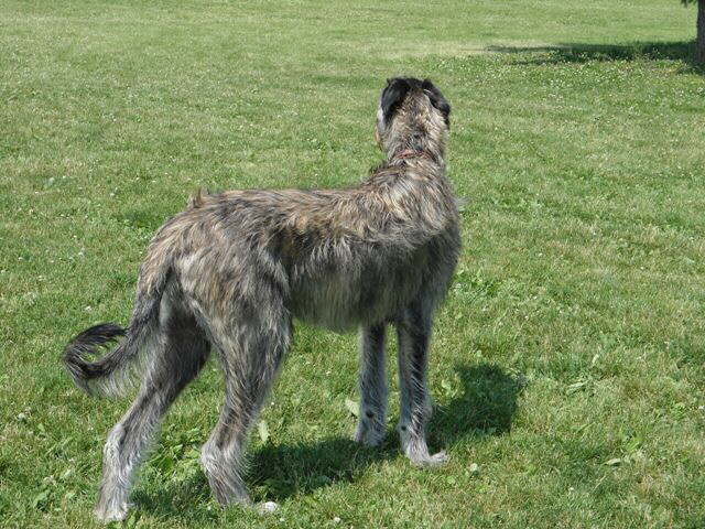 Amazing HindQuarters