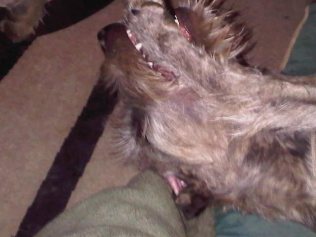 Asleep with my paw-soother