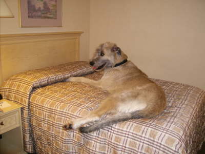 Briggs Markham Motel