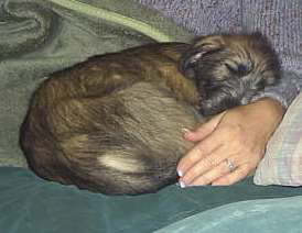 Briggs' First Evening