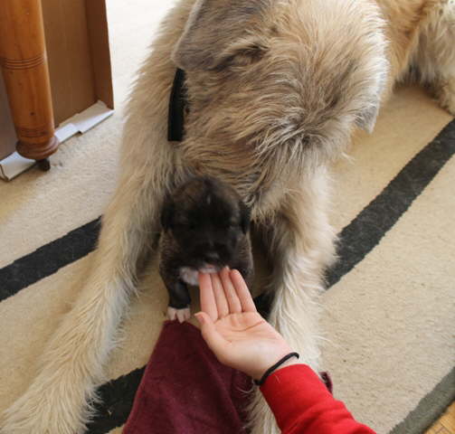 Briggs cleaning  Damon