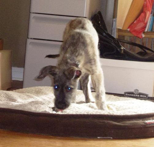 Busted July 2010