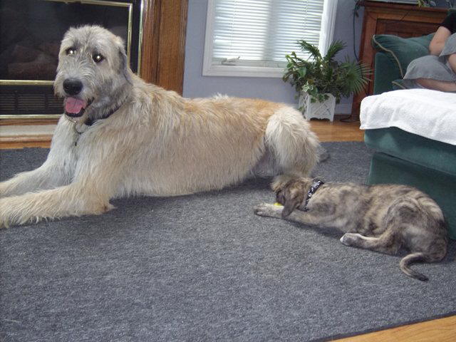 Chomping on my toy Jun 19'10