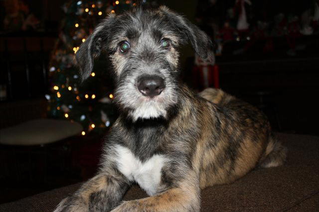Christmas Seamus 2011