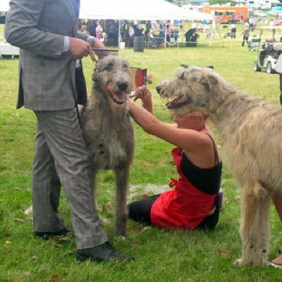 Cornwall Show Aug '13 (7)
