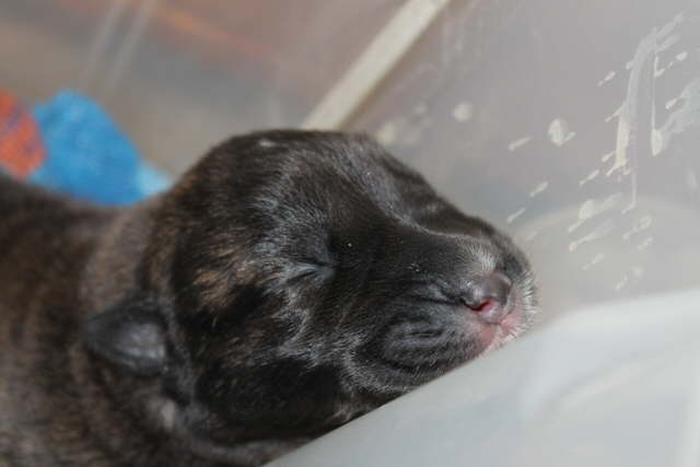 Damon Contented Day 3 - 2