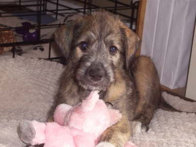 Goota Love Me 8 weeks