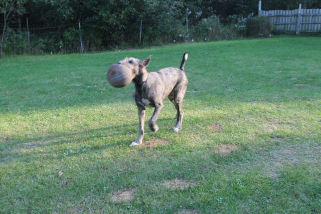 Have Ball Will Travel