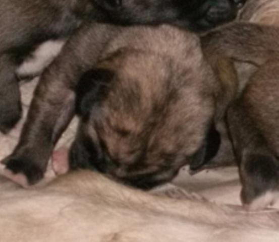 Heera's Beautiful Head May 9'10