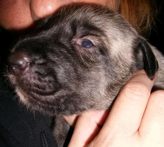 Heera's Eyes opening ay 15'10