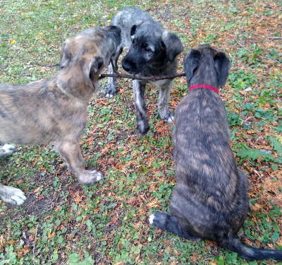 IMG_20191101_142816782-1