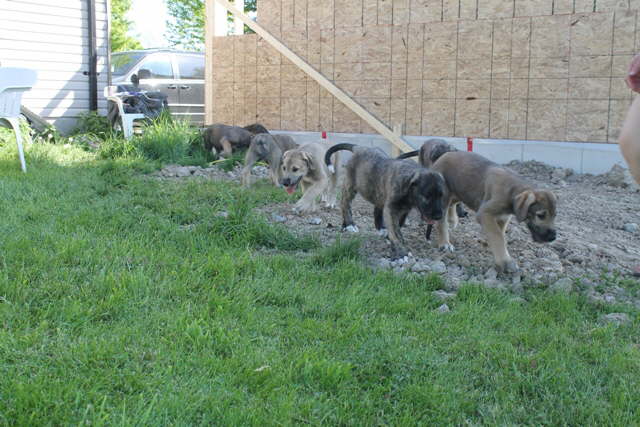 Leaders of the Puppy Pack