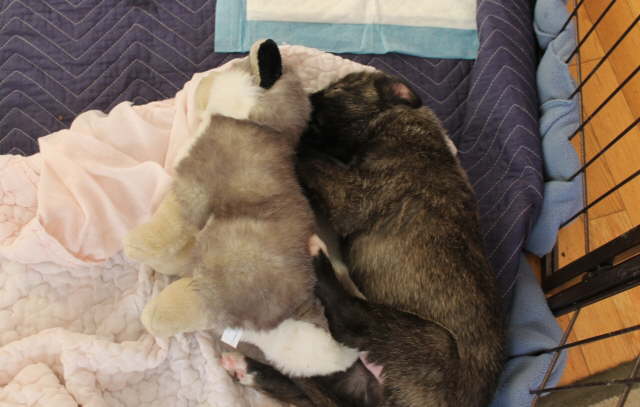 Love my stuffy