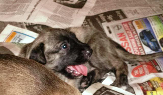 May 26'10 Heera first teeth