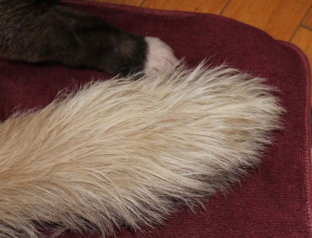 My paws will grow this big