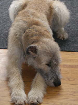 Patiently Waiting for Supper