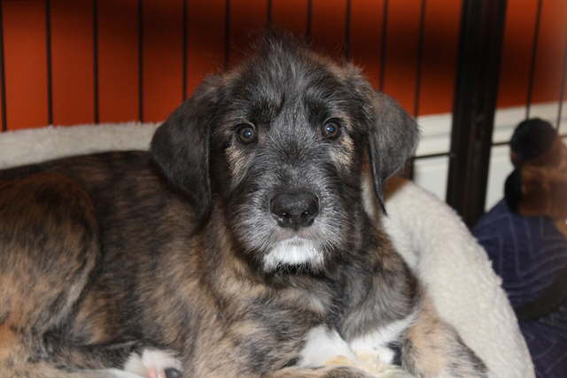 Seamus 9 weeks