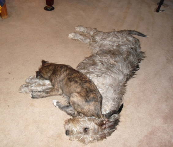 Selkirk Chomping on Ren Dec11