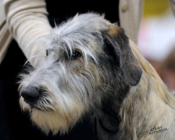 Sheenan Ready for the ring 2010