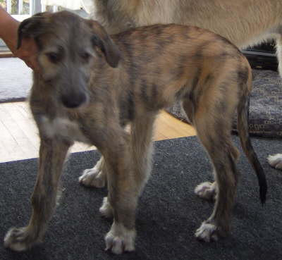 Sheenan's Growing 2009