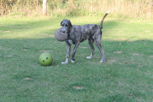 Which Ball to play with
