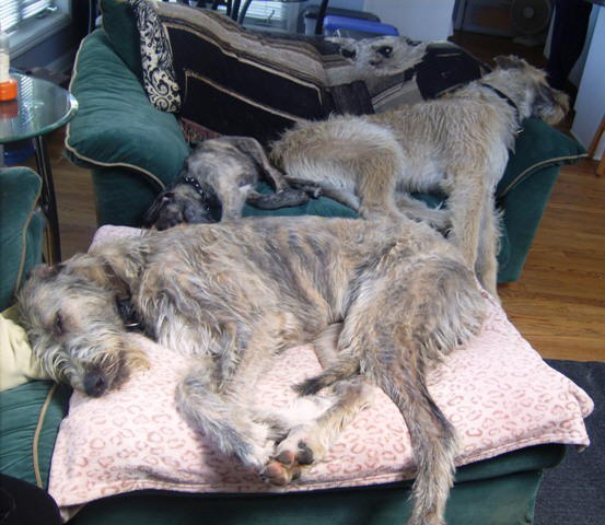 Wolfhound Nap